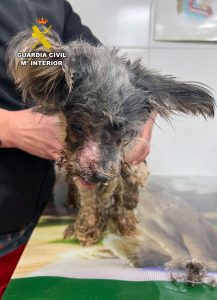 Investigan a un vecino de Águilas tras hallar en su vivienda a un perro en pésimas condiciones sanitarias