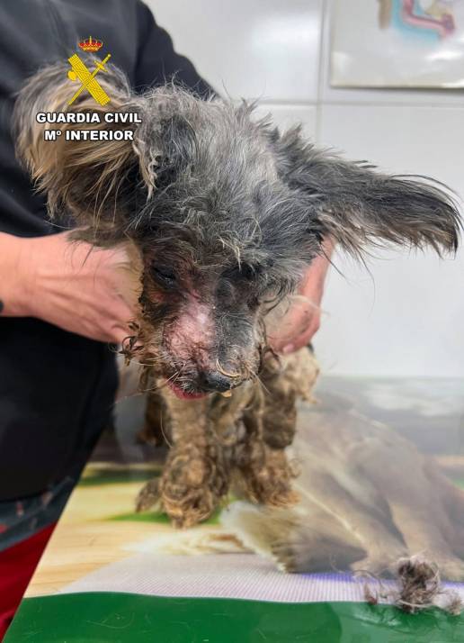 Investigan a un vecino de Águilas tras hallar en su vivienda a un perro en pésimas condiciones sanitarias