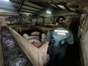 La Guardia Civil evita la muerte de 400 animales tras inundarse una explotación porcina en Aldea Real (Segovia)