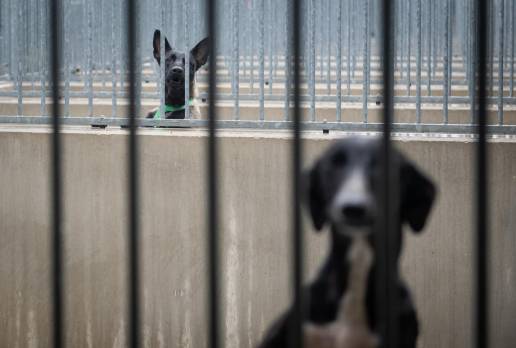 Bruselas registrará una iniciativa para proteger a animales abandonados de malos tratos y de su uso en laboratorios
