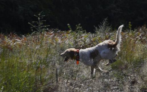 Detectado un caso de enfermedad de Aujeszky en un perro que participó en una montería en Los Corrales