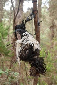 PACMA colaborará con la Policía de Canarias contra el uso de animales en los rituales de santería