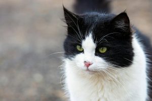 Santander cuenta con 121 colonias felinas identificadas y censadas, un 29% más