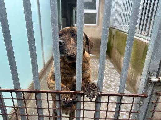 Bulldogs, podencos, mestizos y felinos aguardan en el Ciaam un nuevo hogar tras sufrir abandono en Madrid