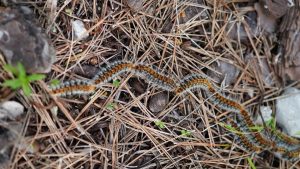 Arranca la temporada de la procesionaria del pino en Baleares con una afectación similar a la de otros años