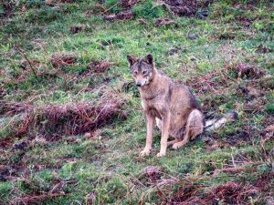 El Supremo ratifica la anulación de la extracción de lobos autorizada por Cantabria en 2022