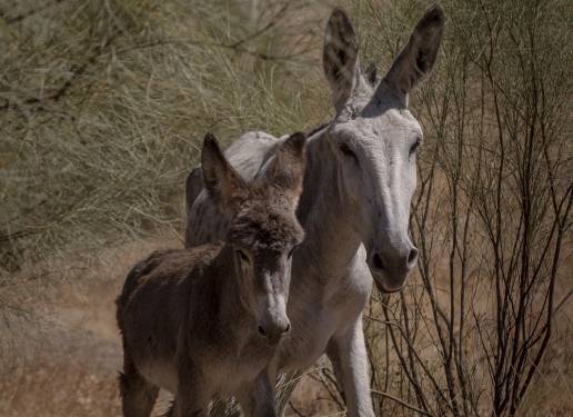 Bizkaia sancionará a los propietarios de los burros de las Asto Probak de Leioa por irregularidades en transporte