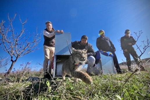 La Región de Murcia suelta los dos primeros ejemplares juveniles de lince ibérico de 2025