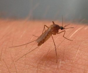 Piden elevar la sospecha diagnóstica ante el goteo de infecciones por virus Nilo, Crimea y dengue en población autóctona-
