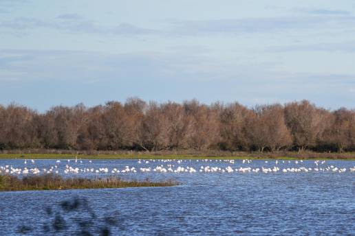 La invernada de aves en Doñana repunta en 2026 tras 