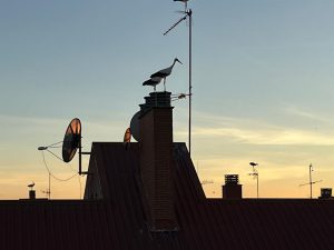 La Comunidad reconoce 27 focos de gripe aviar desde octubre y defiende las medidas de protección adoptadas