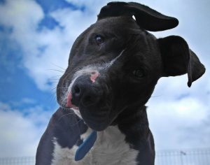 Detienen al dueño de un pitbull por atacar a otro perro en el sur de Gran Canaria al estar suelto y sin bozal