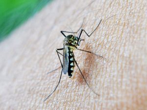Abundantes lluvias y temperaturas elevadas auguran más mosquitos esta temporada, según CSIC