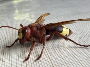 IAS-CSIC, Ayuntamiento de Córdoba y Sadeco inician un estudio para el control del avispón oriental en la ciudad