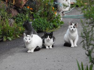 Asociación de Biodiversidad exige la puesta en marcha de programas de gestión de colonias felinas en Canarias