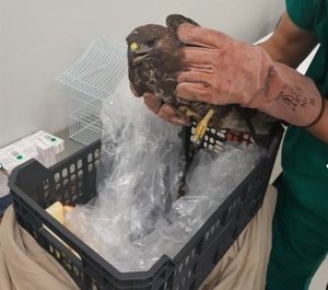 Rescatan en Outeiro de Rei (Lugo) a un águila herida