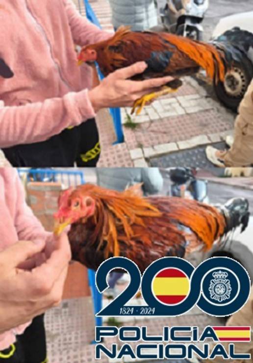 Detenidos dos jóvenes relacionados con el robo de gallos de pelea en propiedades privadas