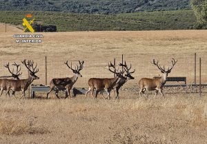 Instruyen diligencias a 2 personas por matar 2 ciervos sementales valorados en 240.000 euros en Ciudad Real