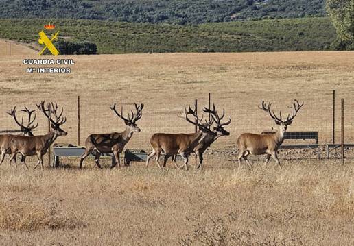 Instruyen diligencias a 2 personas por matar 2 ciervos sementales valorados en 240.000 euros en Ciudad Real