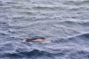 Aparecen sustancias químicas de desechos electrónicos en delfines y marsopas