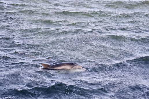 Aparecen sustancias químicas de desechos electrónicos en delfines y marsopas