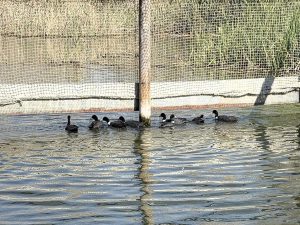 Liberan ocho fochas morunas en el Clot de Galvany de Elche (Alicante)