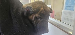 La Policía Local de Albal investiga un presunto maltrato animal a un cachorro con las orejas amputadas