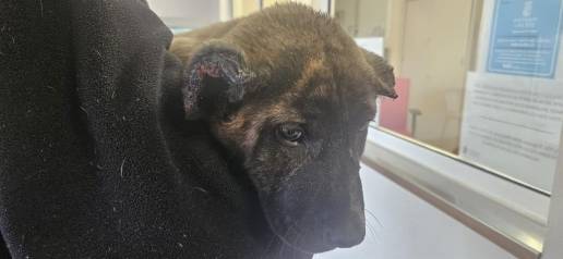 La Policía Local de Albal investiga un presunto maltrato animal a un cachorro con las orejas amputadas
