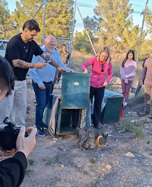 Wailer y Winder, dos linces cacereños que campan en la comarca Campos de Hellín tras reintroducción del Gobierno C-LM
