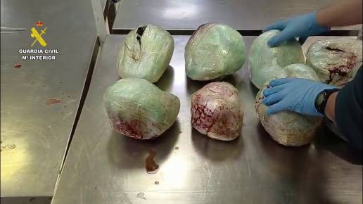 Incautados en Barajas 15 pangolines muertos en una maleta procedente de Etiopía