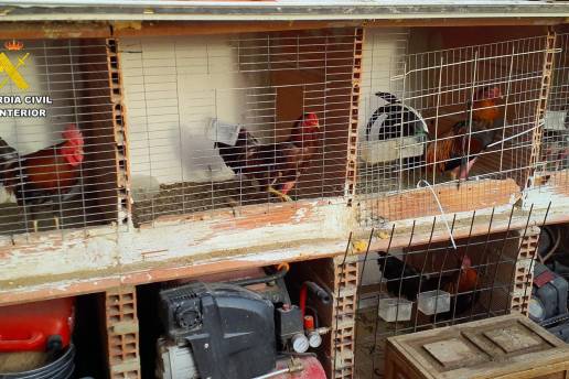 La Guardia Civil investiga a 2 personas en Torre Pacheco por maltrato a gallos y tenencia ilegal de jilgueros