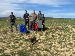 La Región refuerza la población de lince ibérico con la suelta de otros cuatro ejemplares en las Tierras Altas de Lorca