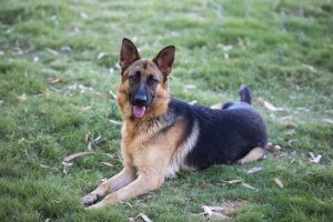 La epilepsia afecta a un total de 60.000 perros en España