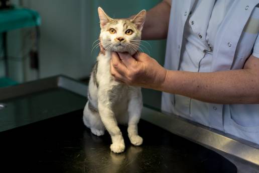 Monoterapia anticonvulsiva con imepitoína o fenobarbital en epilepsia idiopática felina: un estudio multicéntrico, ciego simple, aleatorizado y controlado con placebo