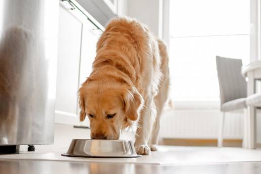 Las madres alimentadas con dieta sin o con cantidades mínimas de carbohidratos durante el embarazo y la lactancia producen cachorros normales y sanos: siete casos
