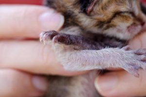 Investigan un posible delito de maltrato animal tras la aparición de crías de gato muertas en una maleta en Sanxenxo