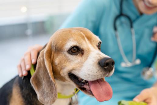 Informe de caso: Infarto hemorrágico post-ictus en un perro Beagle de estado epiléptico