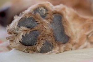 Investigadas dos personas por sacrificar a dos perros en Teror (Gran Canaria) sin causa justificada