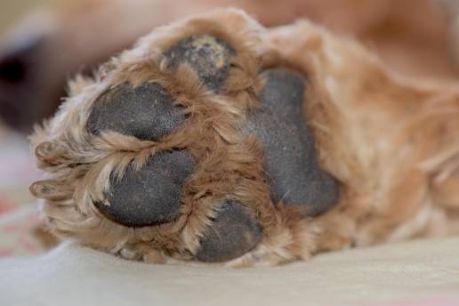 Investigadas dos personas por sacrificar a dos perros en Teror (Gran Canaria) sin causa justificada