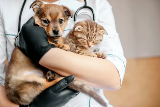 AVESA reclama en el Congreso el reconocimiento pleno de la Veterinaria como profesión sanitaria y aprovecha la apertura del anteproyecto de modificación de la LOPS para exigir la especialidad de Salud Pública Veterinaria