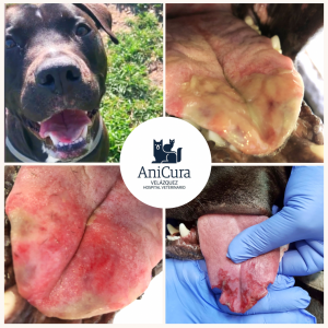 ENTREVISTA VETERINARIA ANICURA - Oruga Procesionaria