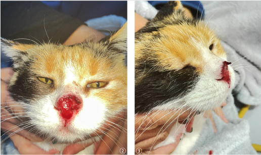 Electroquimioterapia en gatos: aplicaciones clínicas y perspectivas en oncología felina