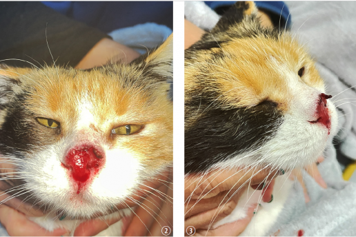 Electroquimioterapia en gatos: aplicaciones clínicas y perspectivas en oncología felina