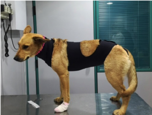 Innovación en el cuidado postquirúrgico: el traje de MIMAR® Suit Recovery