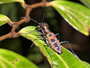 Crece el inventario de la vida en la Tierra: cada año se describen 700 nuevos géneros