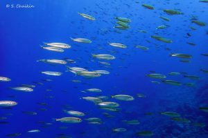 El calentamiento del océano provoca un descenso anual de la biomasa de peces de hasta el 20 %