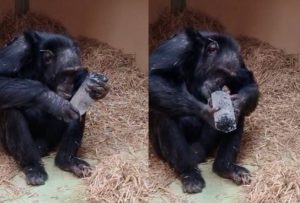 La fascinación por los cristales viene de lejos: estudios con chimpancés muestran que también les atraen