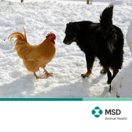 MSD Animal Health, galardonada con 2 premios S&P Global 2025 en las categorías de “Mejor Producto para Animales de Compañía” y “Mejor Producto para Animales de Producción”