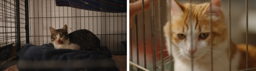 Purina se une a protectoras para mejorar la salud de los gatos en refugios y aumentar sus posibilidades de adopción