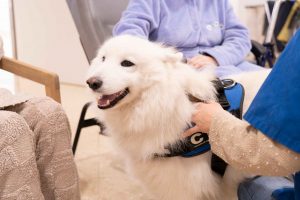 Purina y CTAC se unen al Hospital de Bellvitge para incorporar las terapias asistidas con animales en el área de salud mental